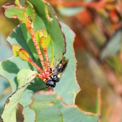 Unidentified Wasp (Hymenoptera, Apocrita) at Cradle Mountain, TAS - 13 Feb 2024 by AlisonMilton