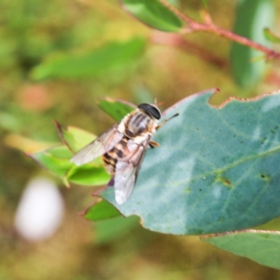 Scaptia jacksonii (horse fly, March fly) at Cradle Mountain, TAS - 13 Feb 2024 by AlisonMilton