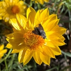 Geron nigralis (Slender bee fly) at Hackett, ACT - 2 Mar 2024 by Pirom