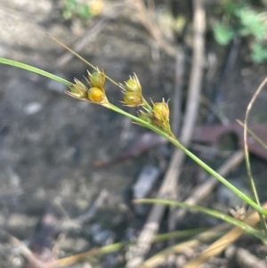 Juncus tenuis at Namadgi National Park - 3 Apr 2024 01:01 PM