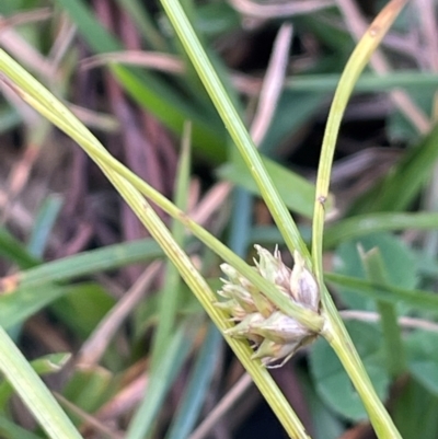 Carex inversa (Knob Sedge) at Namadgi National Park - 3 Apr 2024 by JaneR