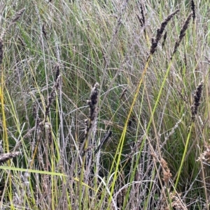 Carex appressa at Namadgi National Park - 3 Apr 2024 01:22 PM