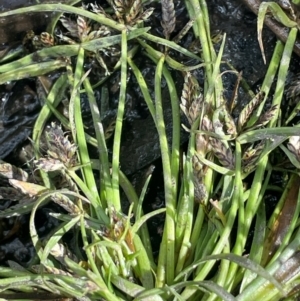 Cyperus sanguinolentus at Namadgi National Park - 3 Apr 2024 01:31 PM