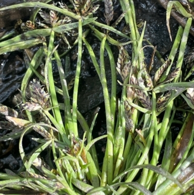 Cyperus sanguinolentus (A Sedge) at Tharwa, ACT - 3 Apr 2024 by JaneR