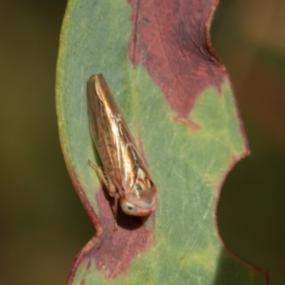 Rosopaella sp. (a leafhopper) at Tullah, TAS - 14 Feb 2024 by AlisonMilton