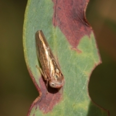 Unidentified Leafhopper or planthopper (Hemiptera, several families) at suppressed - 13 Feb 2024 by AlisonMilton
