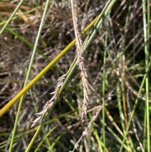 Carex tereticaulis at Namadgi National Park - 3 Apr 2024