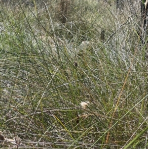 Carex tereticaulis at Namadgi National Park - 3 Apr 2024 01:50 PM