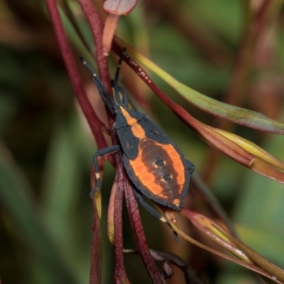 Amorbus obscuricornis (Eucalyptus Tip Wilter) at Tullah, TAS - 13 Feb 2024 by AlisonMilton