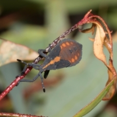 Amorbus obscuricornis at Tullah, TAS - 14 Feb 2024