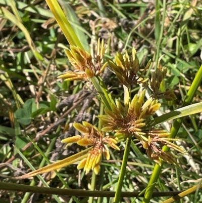 Cyperus eragrostis (Umbrella Sedge) at Namadgi National Park - 3 Apr 2024 by JaneR