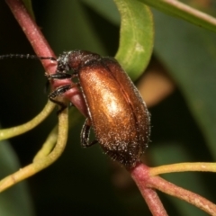 Ecnolagria grandis (Honeybrown beetle) at Tullah, TAS - 14 Feb 2024 by AlisonMilton