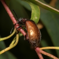 Ecnolagria grandis at Tullah, TAS - 14 Feb 2024