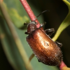 Ecnolagria grandis at Tullah, TAS - 14 Feb 2024