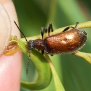 Ecnolagria grandis at Tullah, TAS - 14 Feb 2024