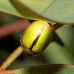 Paropsisterna hectica (A leaf beetle) at Tullah, TAS - 14 Feb 2024 by AlisonMilton