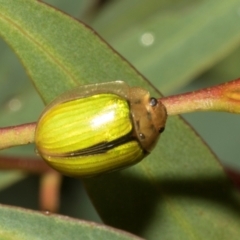 Paropsisterna hectica at Tullah, TAS - 14 Feb 2024