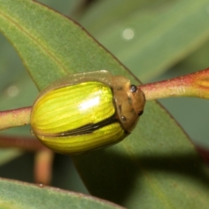 Paropsisterna hectica at Tullah, TAS - 14 Feb 2024