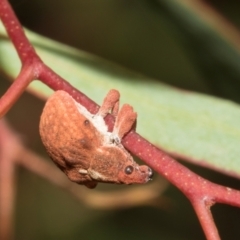 Gonipterus scutellatus (Eucalyptus snout beetle, gum tree weevil) at Tullah, TAS - 14 Feb 2024 by AlisonMilton