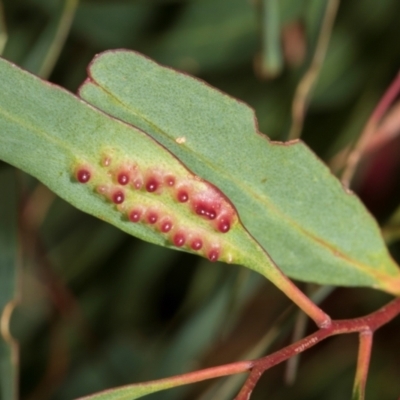 Unidentified Eucalyptus Gall at Tullah, TAS - 14 Feb 2024 by AlisonMilton