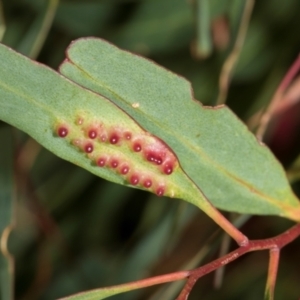 Unidentified Eucalyptus Gall at suppressed by AlisonMilton