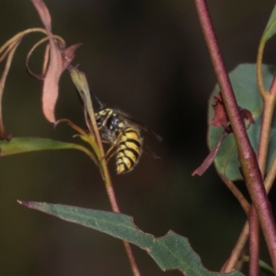 Vespula germanica (European wasp) at Tullah, TAS - 14 Feb 2024 by AlisonMilton