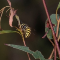 Vespula germanica (European wasp) at Tullah, TAS - 13 Feb 2024 by AlisonMilton