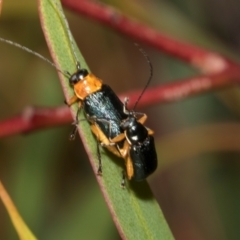 Aporocera (Aporocera) viridipennis (A leaf beetle) at Tullah, TAS - 14 Feb 2024 by AlisonMilton