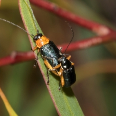 Aporocera (Aporocera) viridipennis (A leaf beetle) at Tullah, TAS - 13 Feb 2024 by AlisonMilton