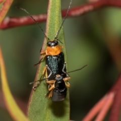 Aporocera (Aporocera) viridipennis at Tullah, TAS - 14 Feb 2024 07:49 AM