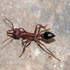 Myrmecia forficata (A Bull ant) at Queenstown, TAS - 15 Feb 2024 by AlisonMilton