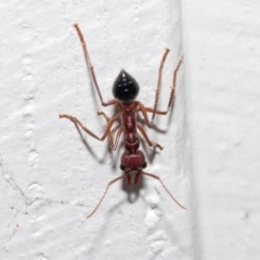 Myrmecia forficata at Queenstown, TAS - 15 Feb 2024