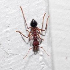 Myrmecia forficata at Queenstown, TAS - 15 Feb 2024 04:35 PM