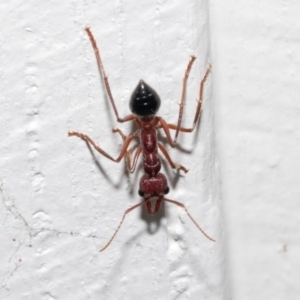 Myrmecia forficata at Queenstown, TAS - 15 Feb 2024 04:35 PM