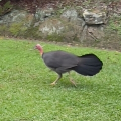 Alectura lathami (Australian Brush-turkey) at Bayview, NSW - 3 Apr 2024 by JimL