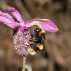 Bombus terrestris (Buff-tailed bumblebee, Large earth bumblebee) at Queenstown, TAS - 15 Feb 2024 by AlisonMilton