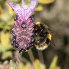 Bombus terrestris at Queenstown, TAS - 15 Feb 2024 04:51 PM