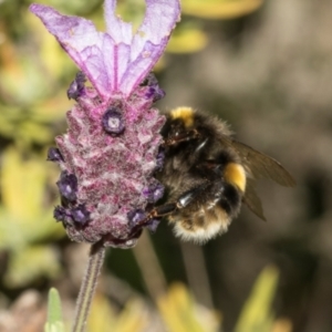 Bombus terrestris at Queenstown, TAS - 15 Feb 2024 04:51 PM