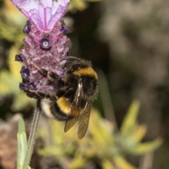 Bombus terrestris at Queenstown, TAS - 15 Feb 2024 04:51 PM