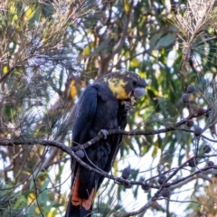 Calyptorhynchus lathami lathami (Glossy Black-Cockatoo) at Wingecarribee Local Government Area - 26 Mar 2024 by Aussiegall