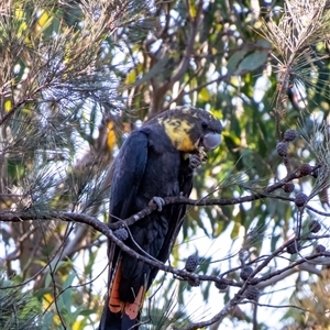 Calyptorhynchus lathami lathami at Wingecarribee Local Government Area - 26 Mar 2024