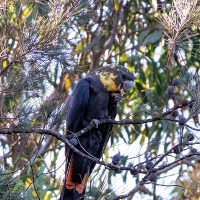 Calyptorhynchus lathami lathami (Glossy Black-Cockatoo) at Wingello - 26 Mar 2024 by Aussiegall