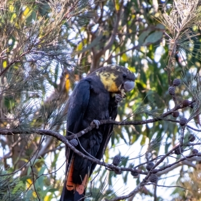 Calyptorhynchus lathami (Glossy Black-Cockatoo) at Wingecarribee Local Government Area - 26 Mar 2024 by Aussiegall