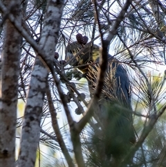 Calyptorhynchus lathami lathami at Wingecarribee Local Government Area - 26 Mar 2024