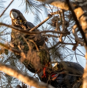 Calyptorhynchus lathami lathami at Wingecarribee Local Government Area - suppressed