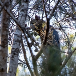 Calyptorhynchus lathami lathami at Wingecarribee Local Government Area - suppressed