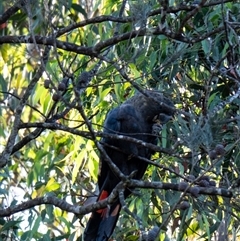 Calyptorhynchus lathami lathami at Wingecarribee Local Government Area - 26 Mar 2024