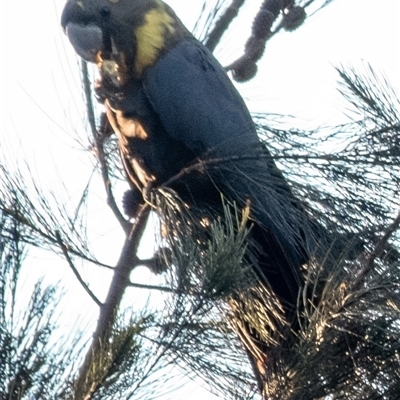 Calyptorhynchus lathami lathami (Glossy Black-Cockatoo) at Wingecarribee Local Government Area - 26 Mar 2024 by Aussiegall