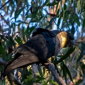 Calyptorhynchus lathami lathami at Wingecarribee Local Government Area - 26 Mar 2024