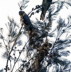 Calyptorhynchus lathami lathami at Wingecarribee Local Government Area - 26 Mar 2024